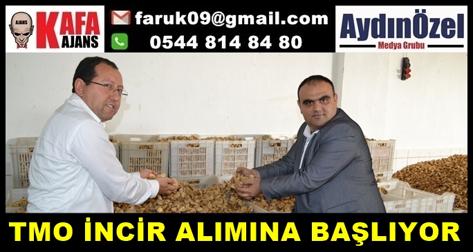 TMO İNCİR ALIMINA BAŞLIYOR