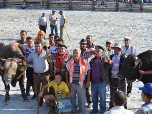 Germencik Belediyesi Geleneksel 1. Boğa Güreşi Festivali Yapıldı