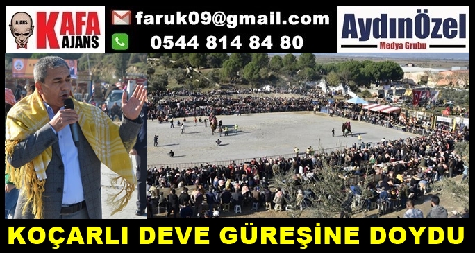 KOÇARLI DEVE GÜREŞLERİ GÖZ DOLDURDU