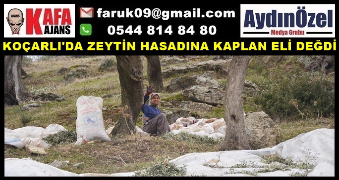 KOÇARLI'DA ZEYTİN HASADINA KAPLAN ELİ DEĞDİ