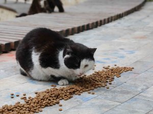 Bayraklı Belediyesi’nden can dostlara su ve mama