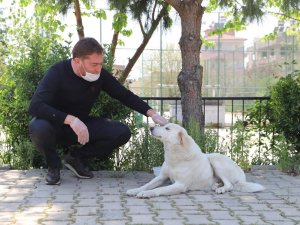 Bayındır Belediyesi Sokak Hayvanlarını da Unutmuyor