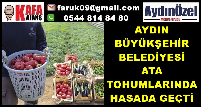 AYDIN BÜYÜKŞEHİR BELEDİYESİ ATA TOHUMLARINDA HASADA GEÇTİ