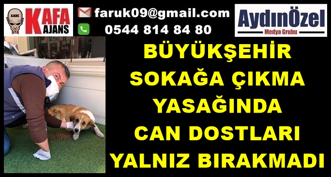 BÜYÜKŞEHİR SOKAĞA ÇIKMA YASAĞINDA CAN DOSTLARI YALNIZ BIRAKMADI