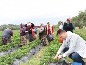 Menemen Belediyesi tıbbi bitkiler üretimine başladı