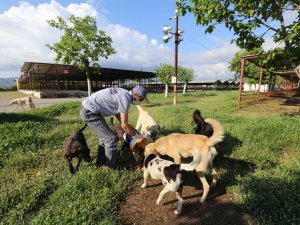 Efeler Belediyesi Sokak Hayvanlarını Unutmadı