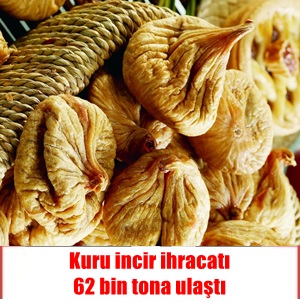 Kuru incir ihracatı 70 bin tona koşuyor