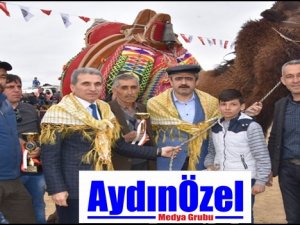 Deve Güreşi Festivali Nazilli’de Yaşatıldı