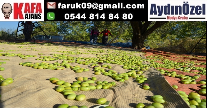 Türk zeytin ve zeytinyağını Amerikalılar çok sevdi