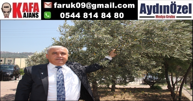 zeytin3.jpg